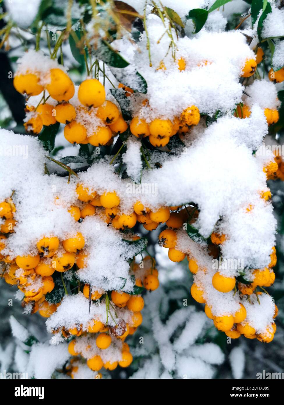 Yellow berries covered with freshly fallen snow on a winter morning Stock Photo