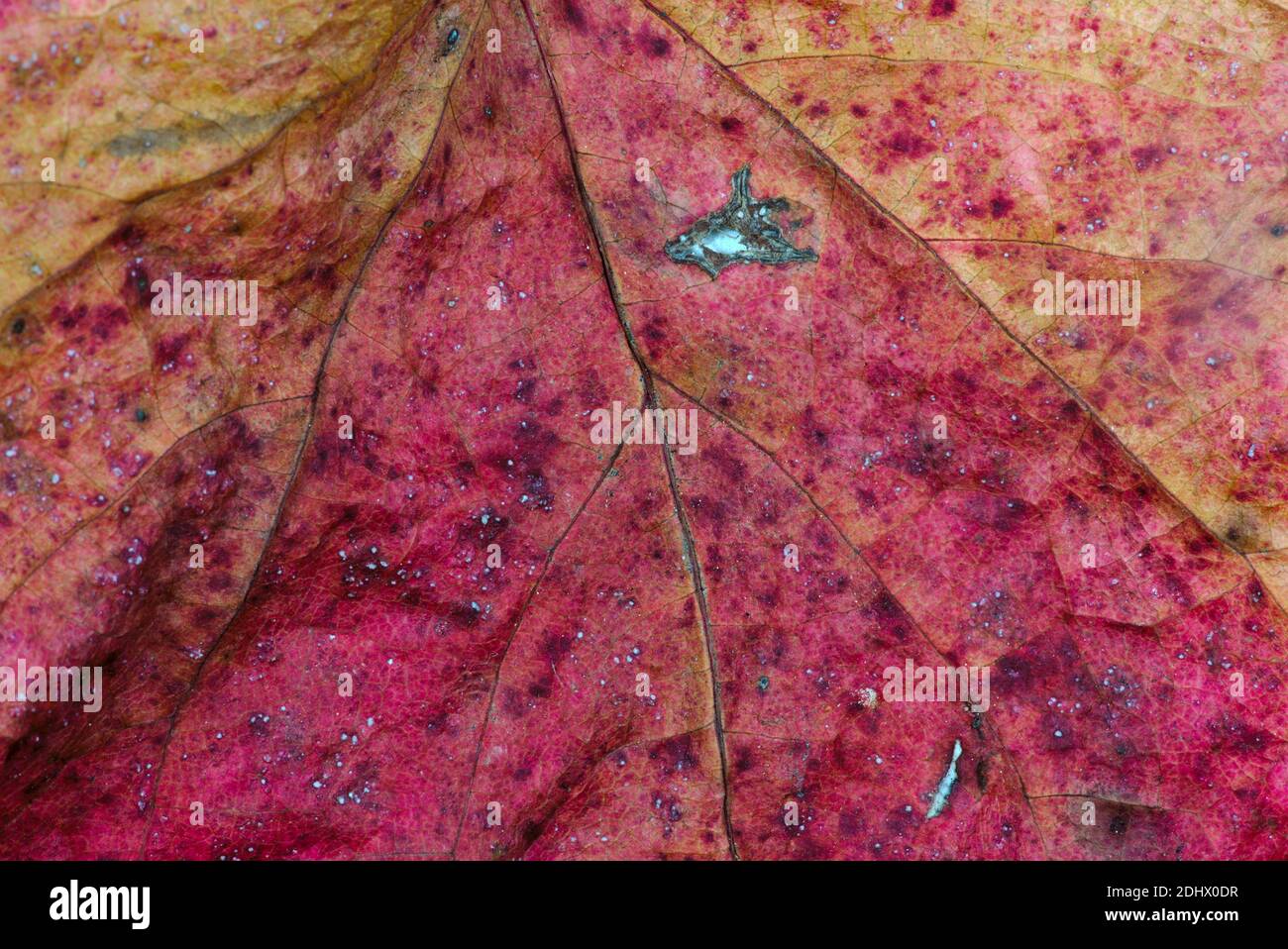Texture, veins and colors of dead leaf closeup Stock Photo Alamy