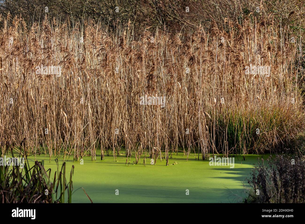 small pond covered in green algae surrounded by golden bull rushes