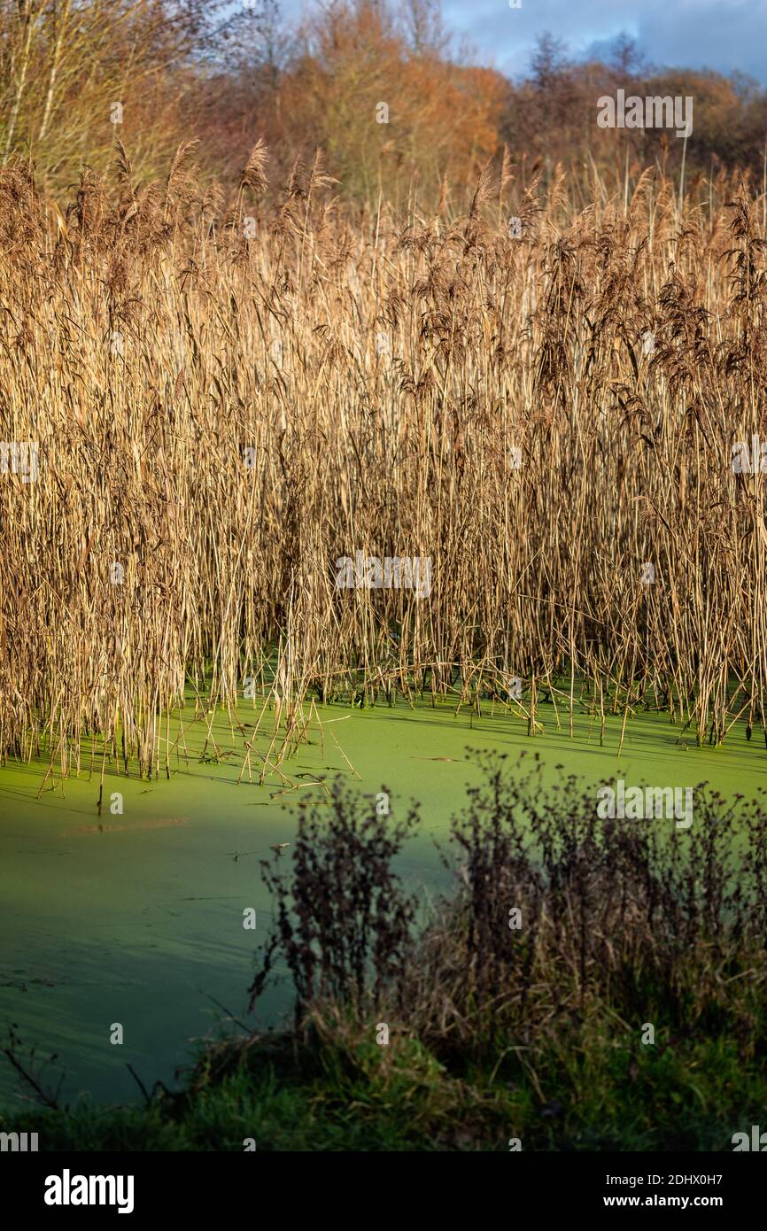 small pond covered in green algae surrounded by golden bull rushes