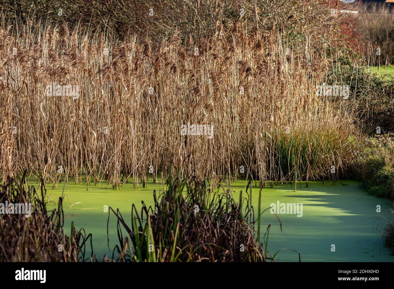 small pond covered in green algae surrounded by golden bull rushes