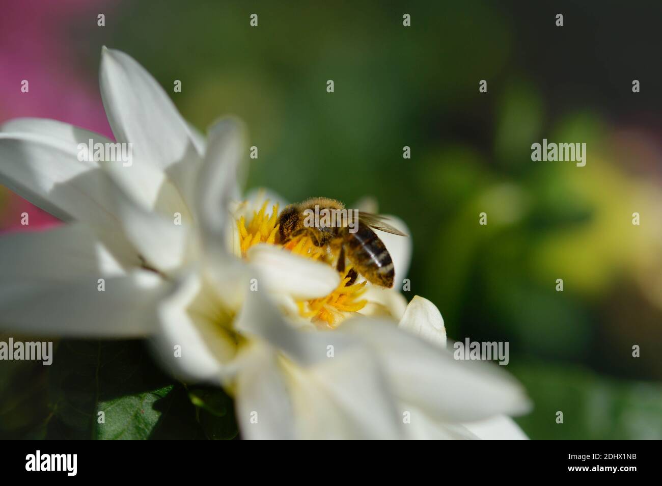 Bee close up, macro inside a white flower, pollinating, bee insect ...