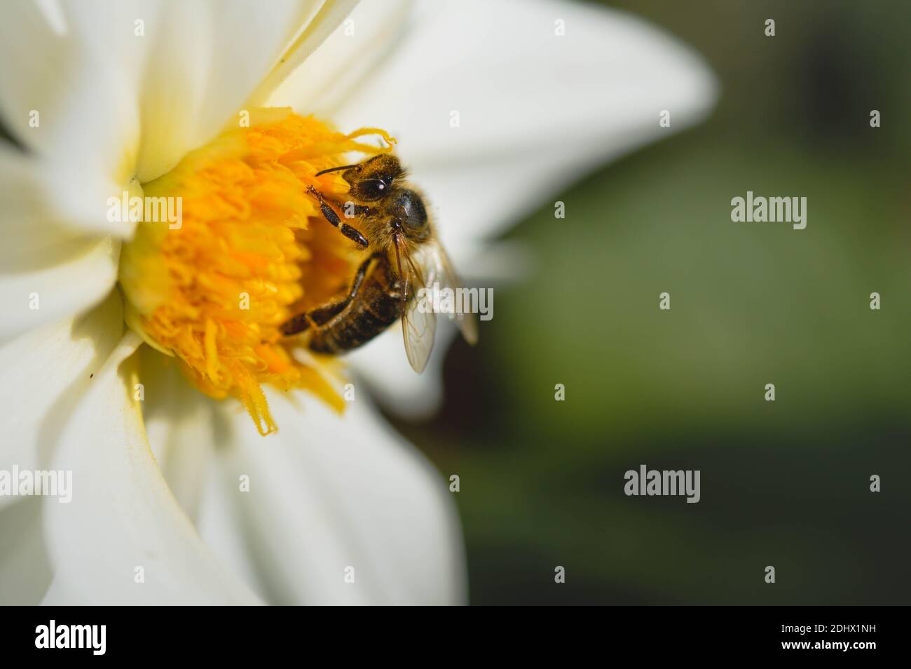 Bee close up, macro inside a white flower, pollinating, bee insect ...