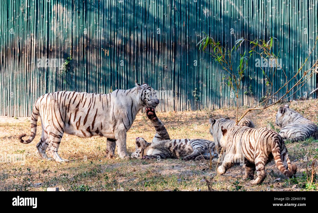 A white tiger cub at the Delhi Zoo, showing love and affection, by reaching out with its paw to gently touch the mother tiger's face. Stock Photo