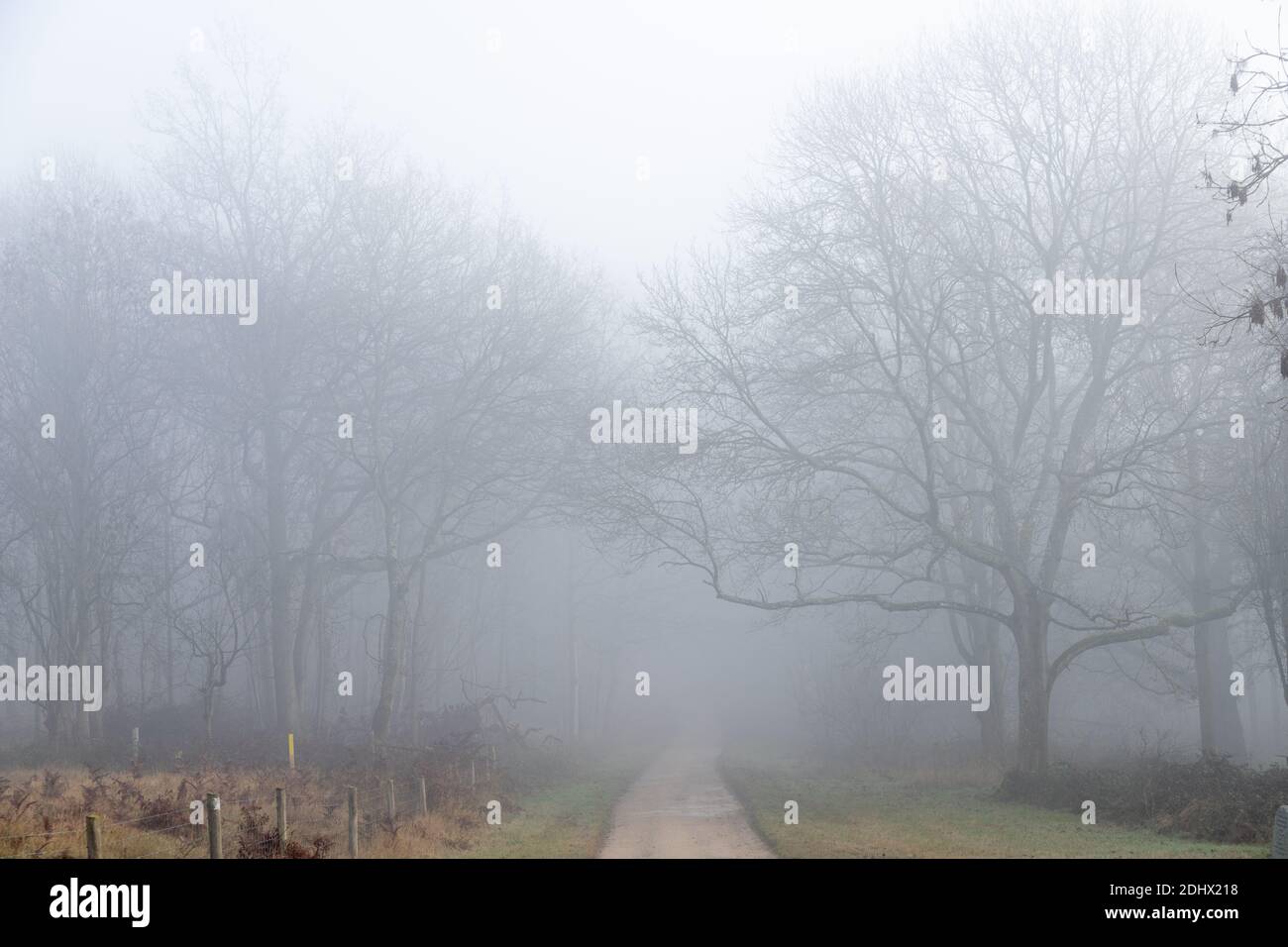 Straight road through mist to forest with ghostly trees in distance feeling lost Stock Photo