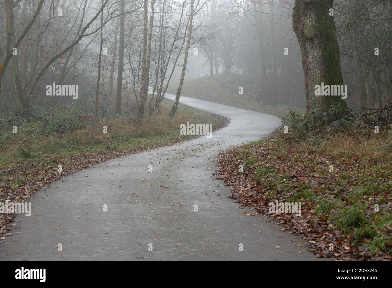 S-bend curved road through mist in forest with ghostly trees in distance feeling lost. High quality photo Stock Photo