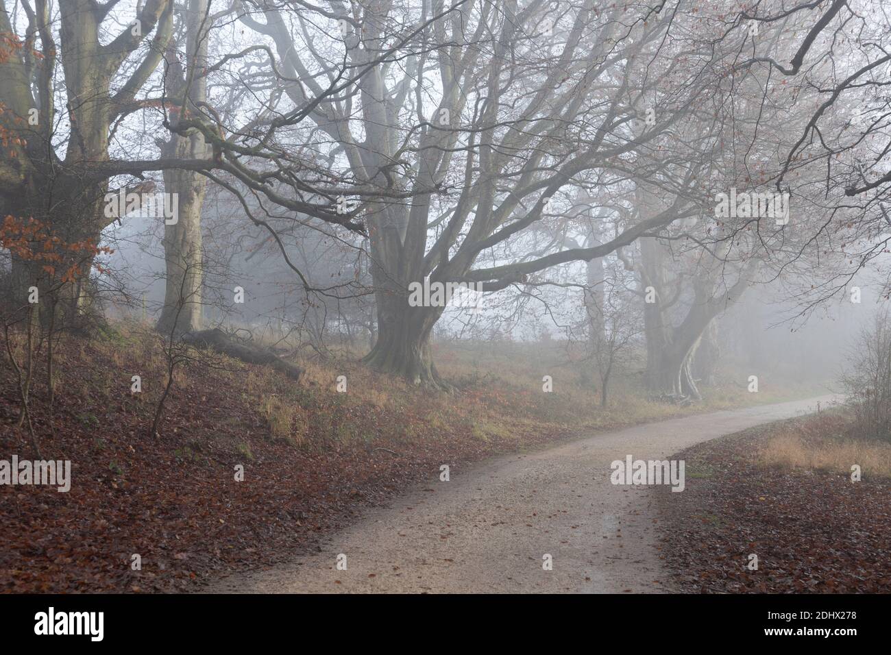 S-bend curved road through mist in forest with ghostly trees in distance feeling lost. High quality photo Stock Photo