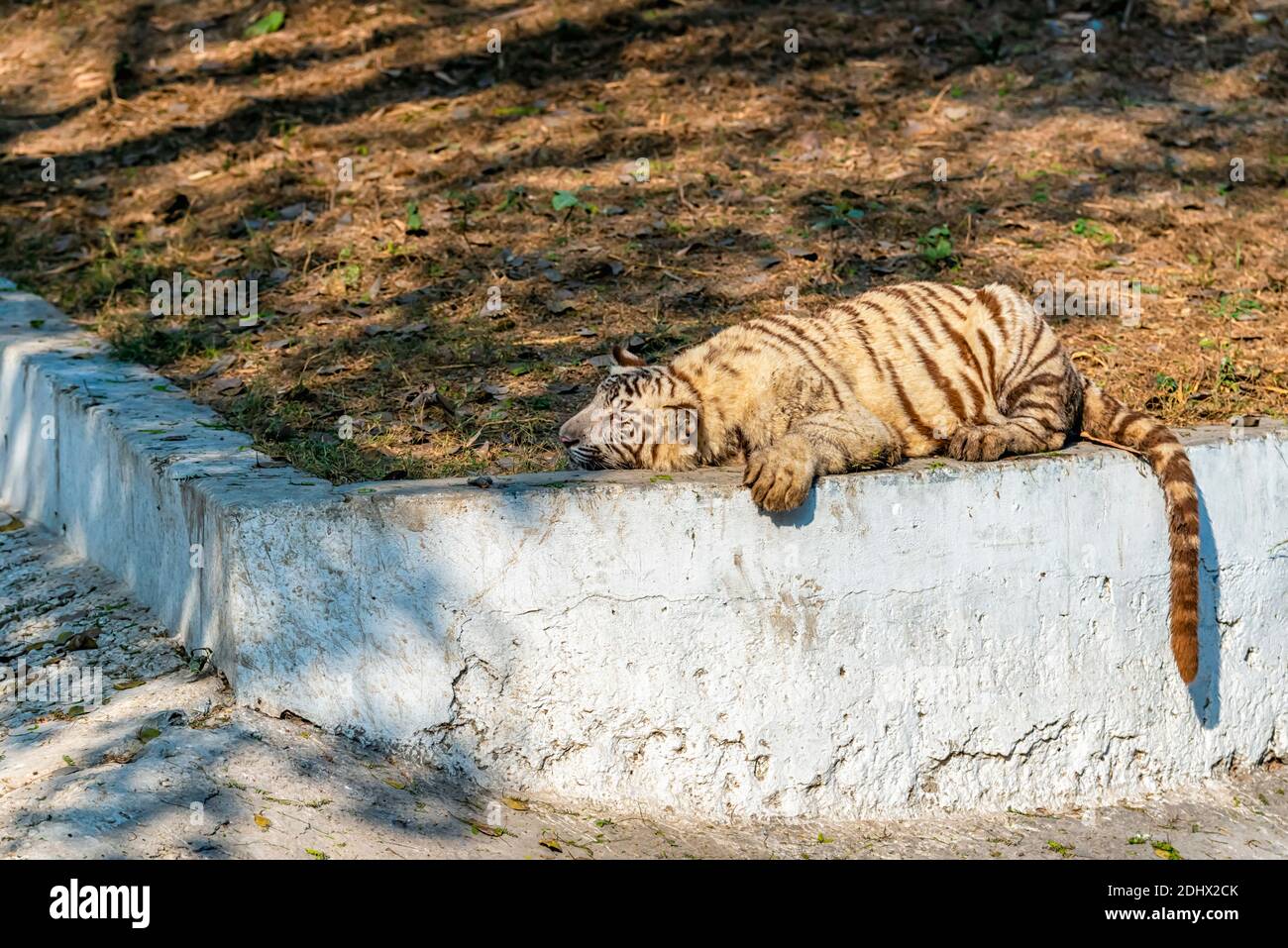 File:Royal bengal tiger play.jpg - Wikimedia Commons