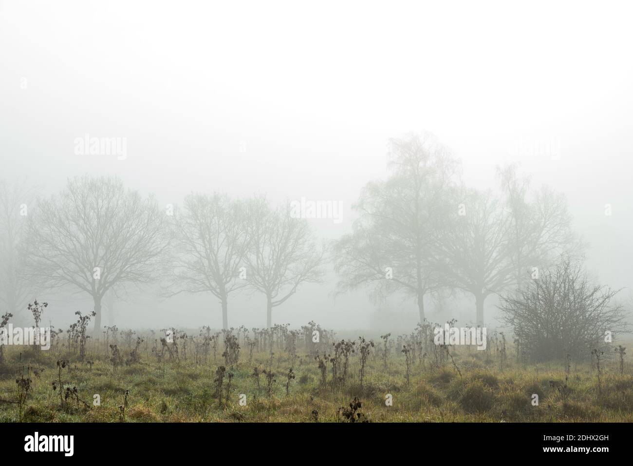 Ghostly trees in mist and fog in distance distance with foreground dead undergrowth in meadow against a white sky feeling lost and without hope. High Stock Photo