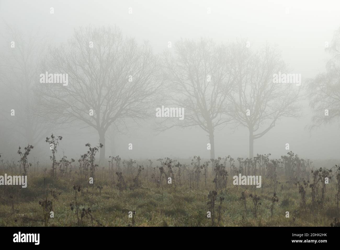 Ghostly trees in mist and fog in distance distance with foreground dead undergrowth in meadow against a white sky feeling lost and without hope. High Stock Photo