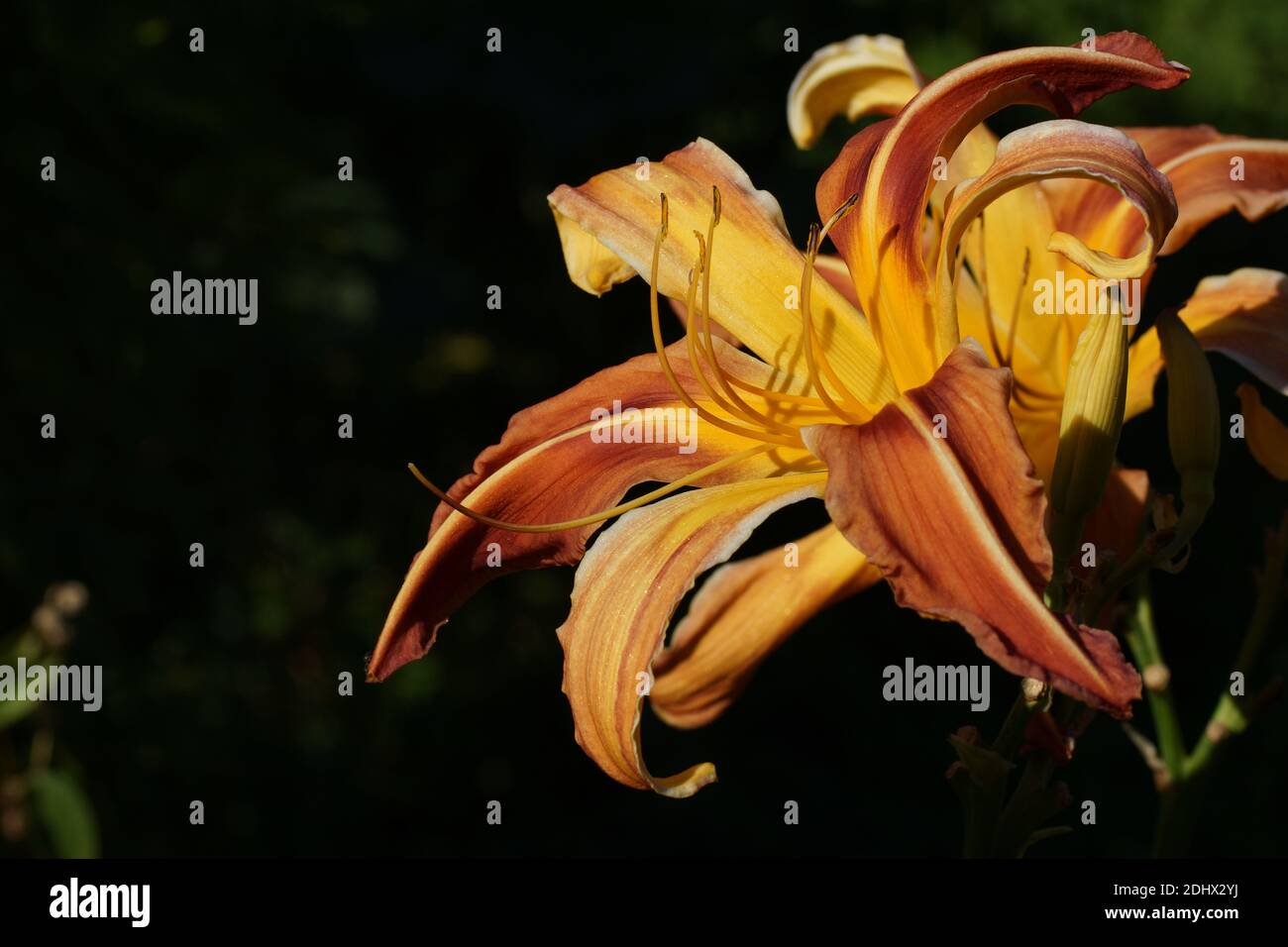 Daylilies spiders. daylilies bloom in the open. Unusual Form Crispate-Cascade Stock Photo