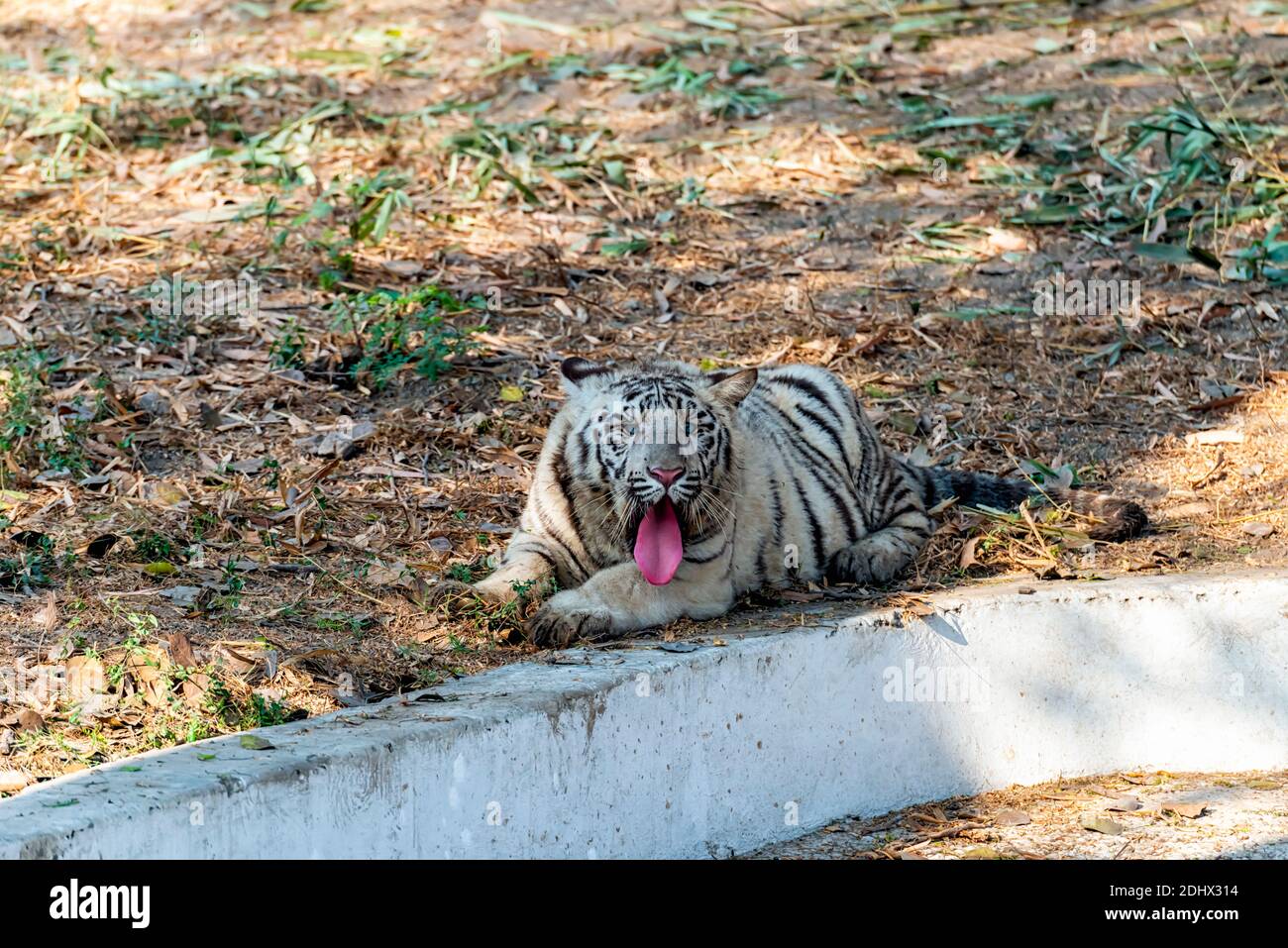 A white tiger cub, panting in the afternoon heat, in the tiger enclosure at the National Zoological Park Delhi, also known as the Delhi Zoo. Stock Photo