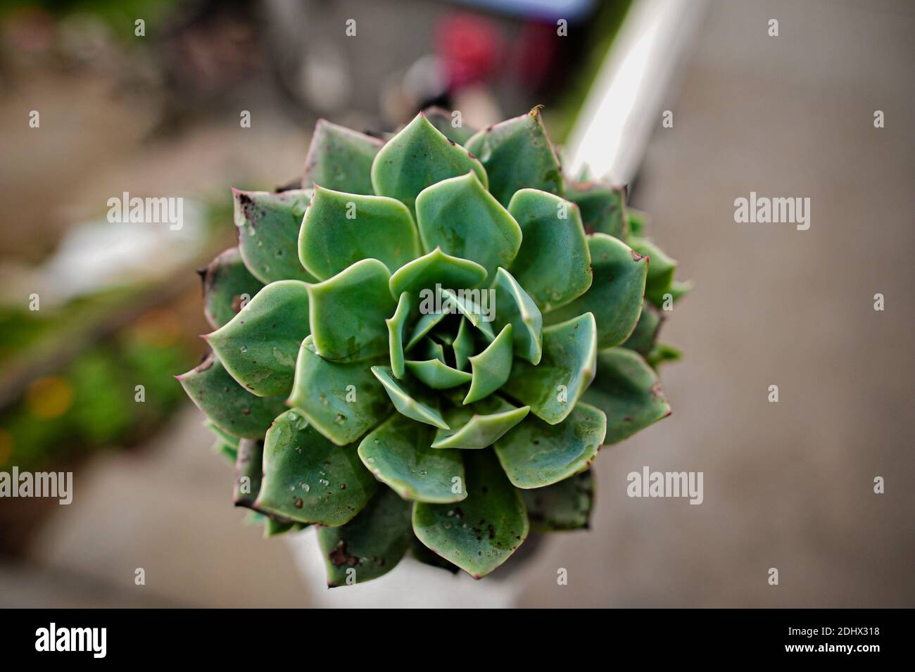 Seculent hi-res stock photography and images - Alamy
