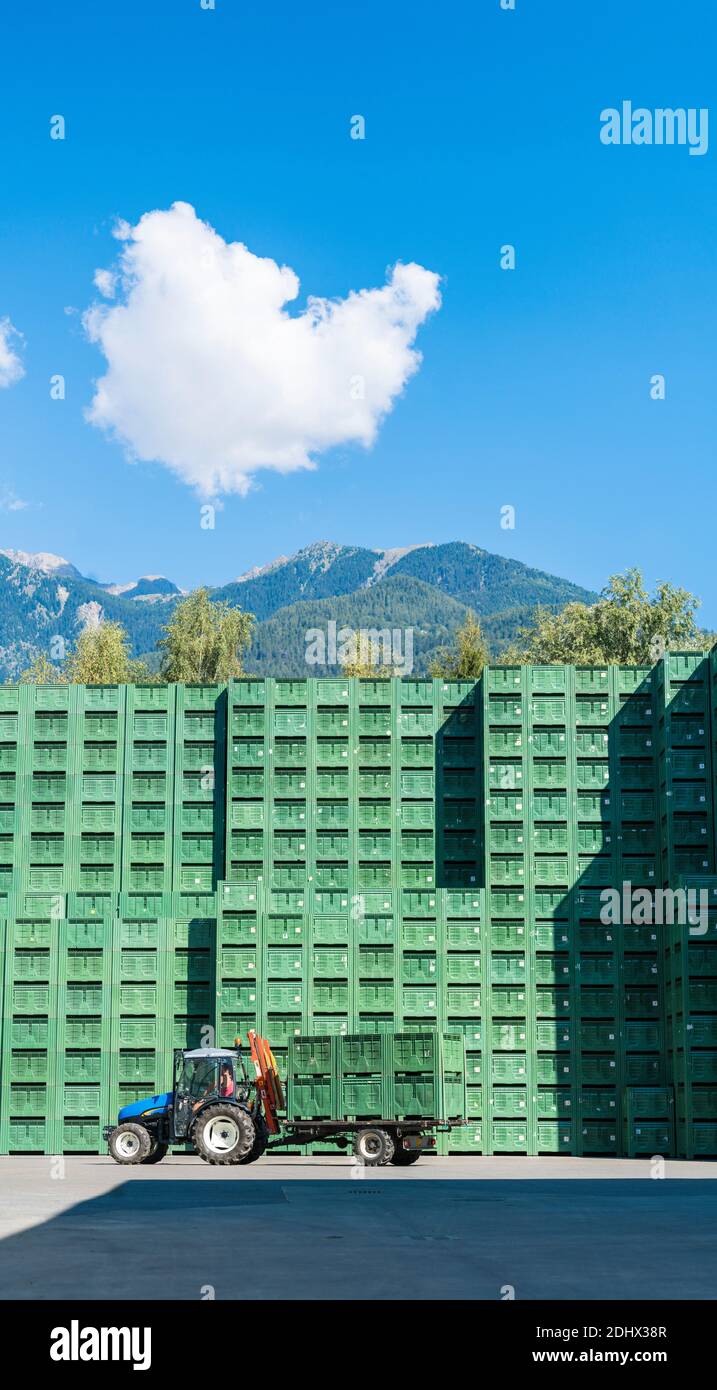Tractor unload apple crates after harvesting ready for the factory processing, Valtellina, Sondrio province, Lombardy, Italy Stock Photo