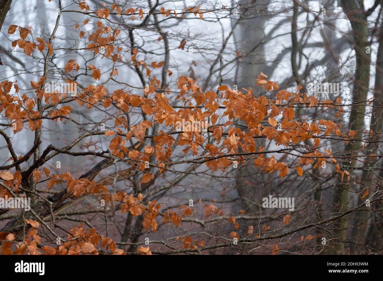 Orange autumn dead beech leaves on branch in winter with rain and mist in forest . High quality photo Stock Photo