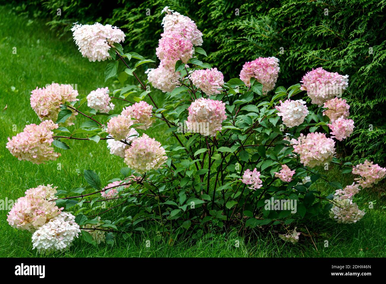 Beautiful pink hydrangea with inflorescences and green leaves Stock ...
