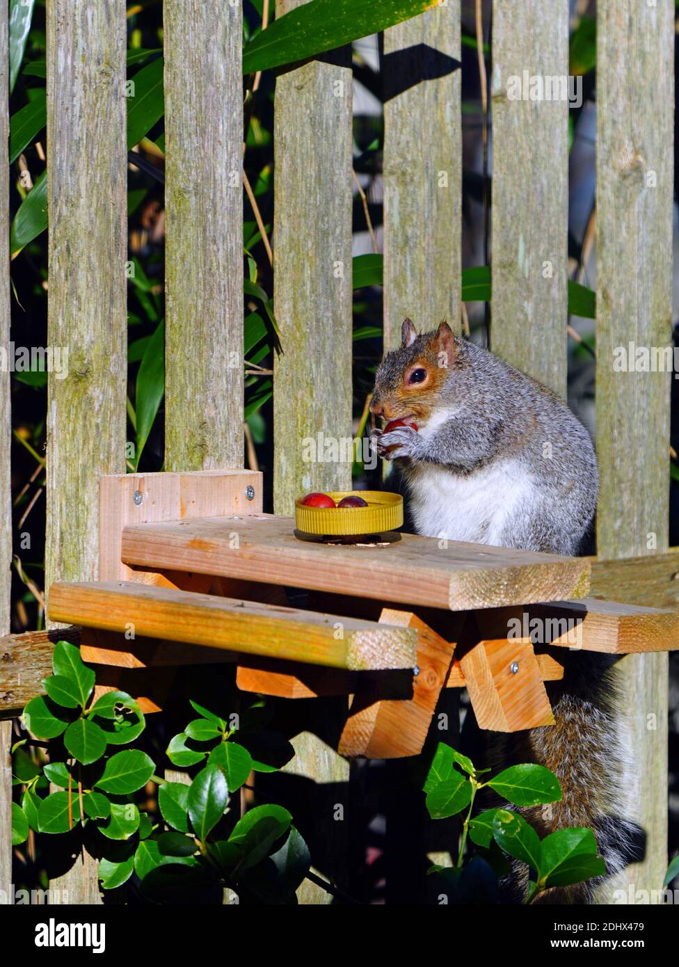 A fat female gray squirrel eating red grapes at a backyard wooden