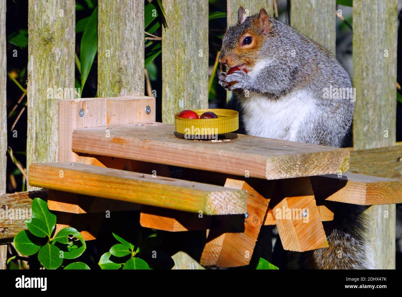 A fat female gray squirrel eating red grapes at a backyard wooden