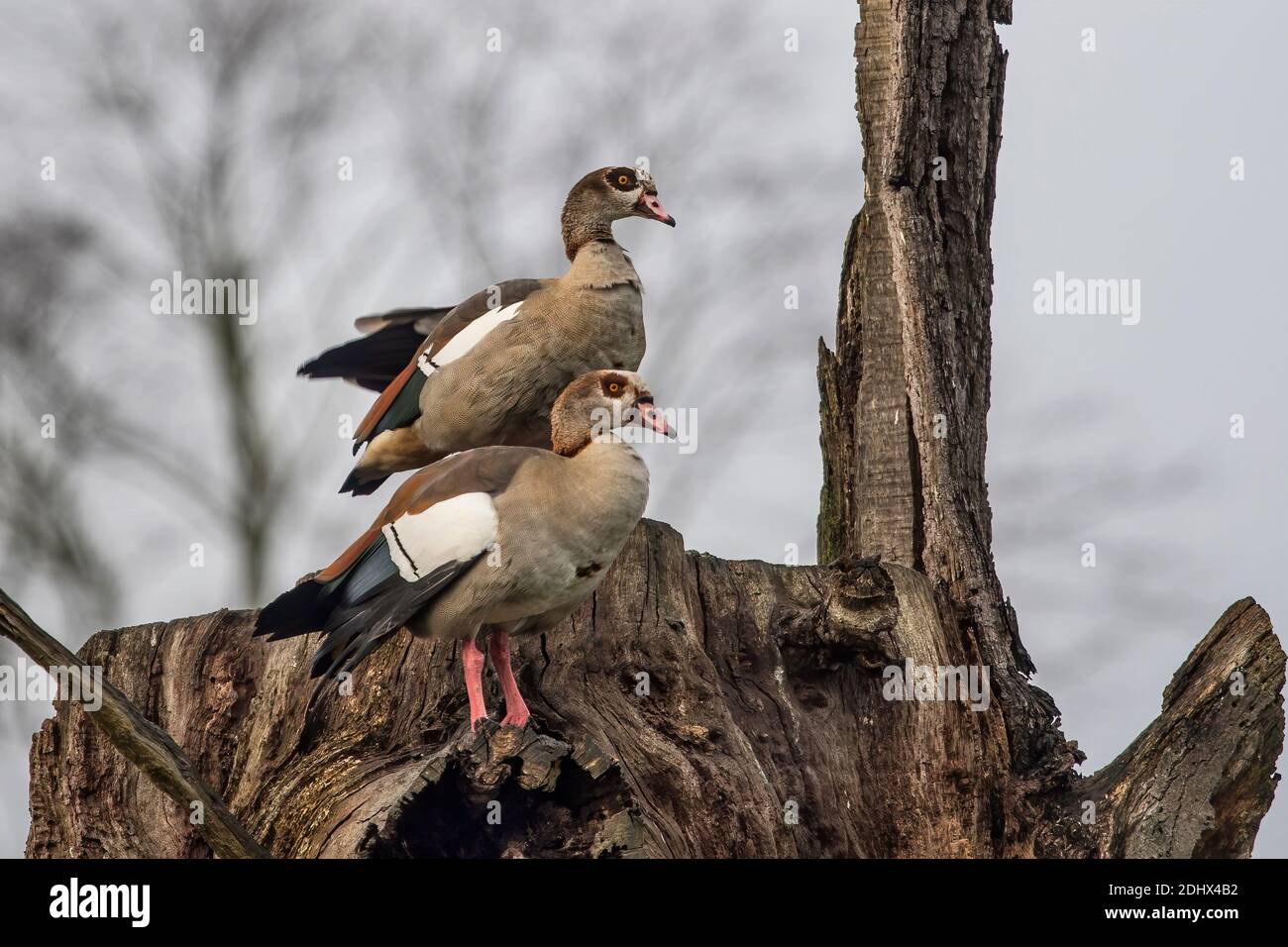Egyptian geese nest hires stock photography and images Alamy