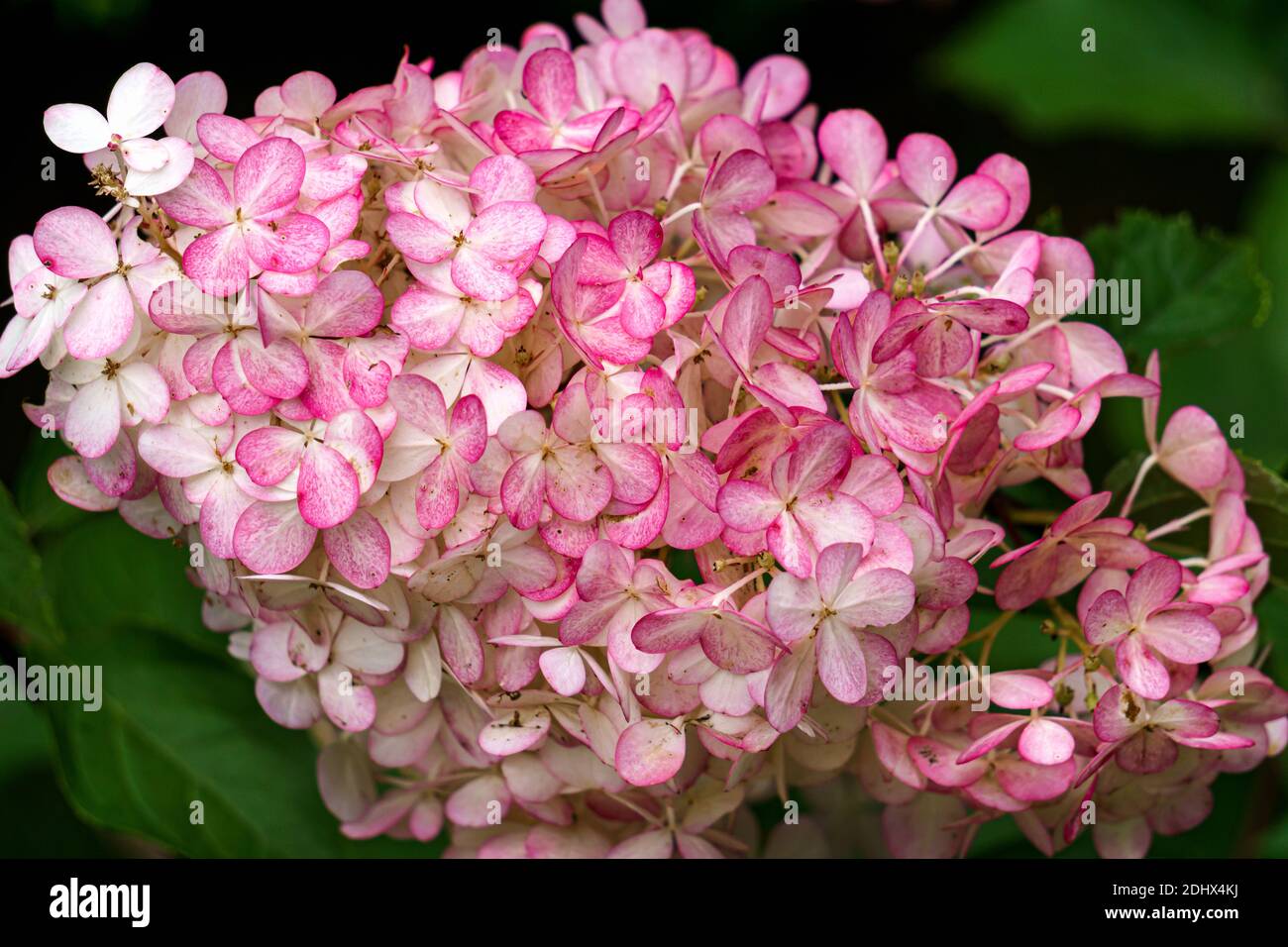 Beautiful pink hydrangea with inflorescences and green leaves Stock ...