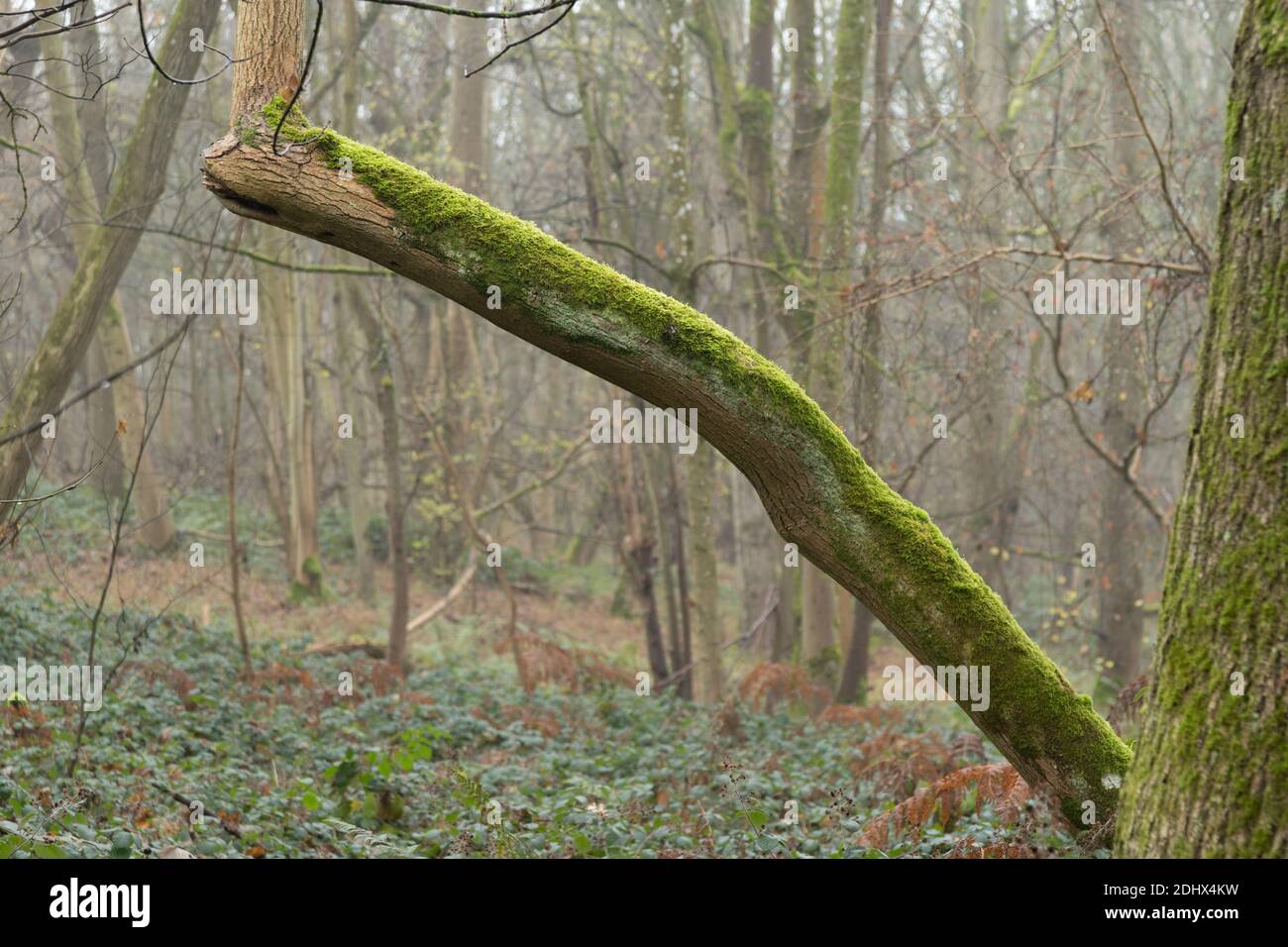 Moss covered dead fallen branches of trees in misty ghost forest in winter Stock Photo