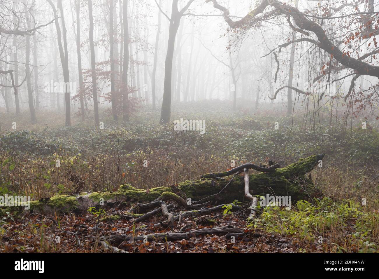 Moss covered dead fallen branches of trees in misty ghost forest in winter Stock Photo
