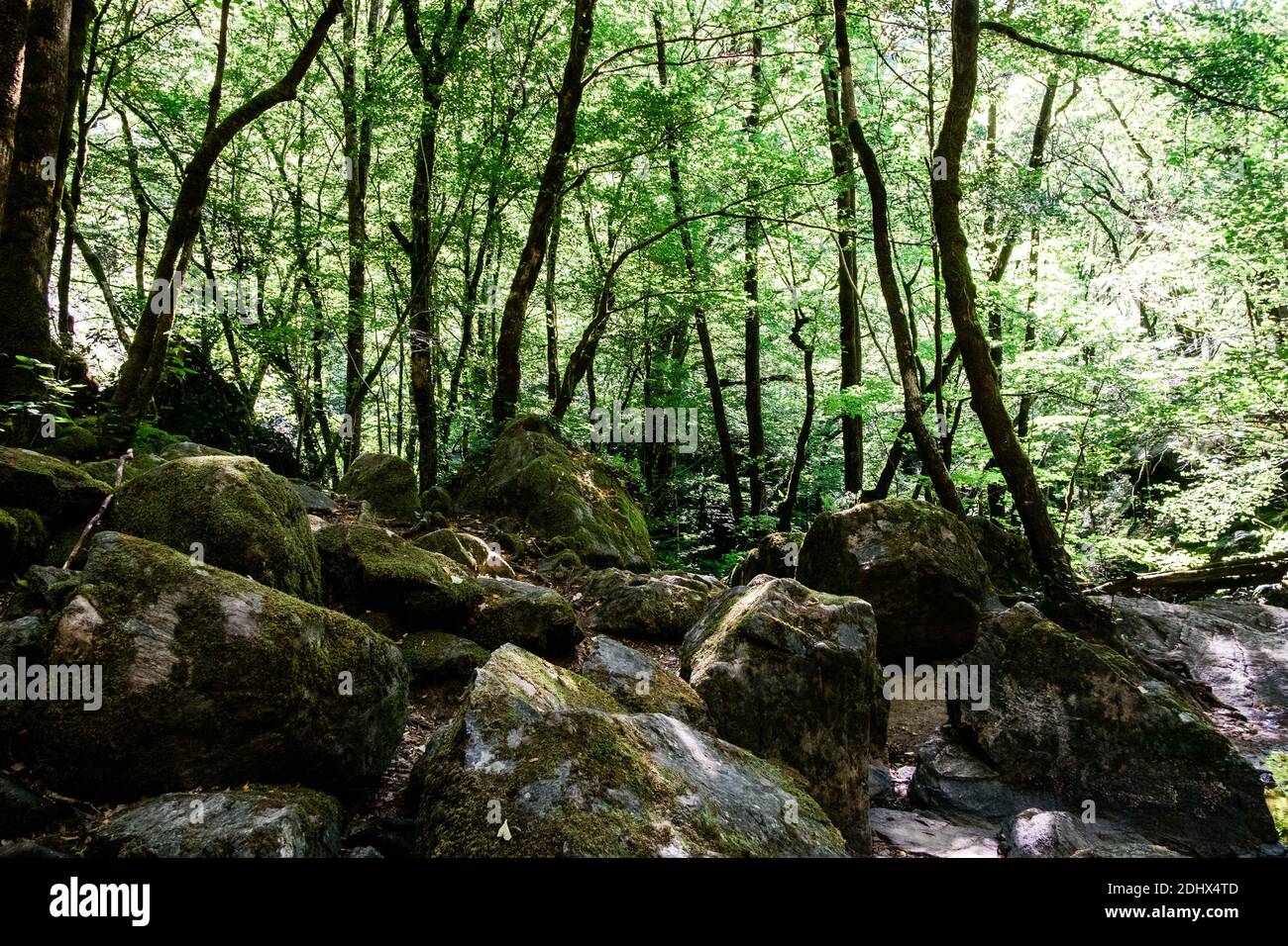 A forest with green leafts, trees, rocks in the foreground. Stock Photo