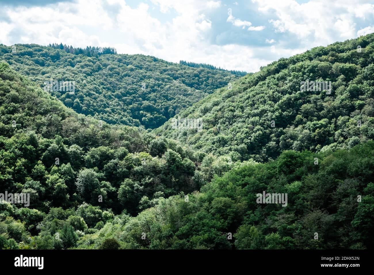 A forest of green trees ion hills in Corrèze, France. Stock Photo