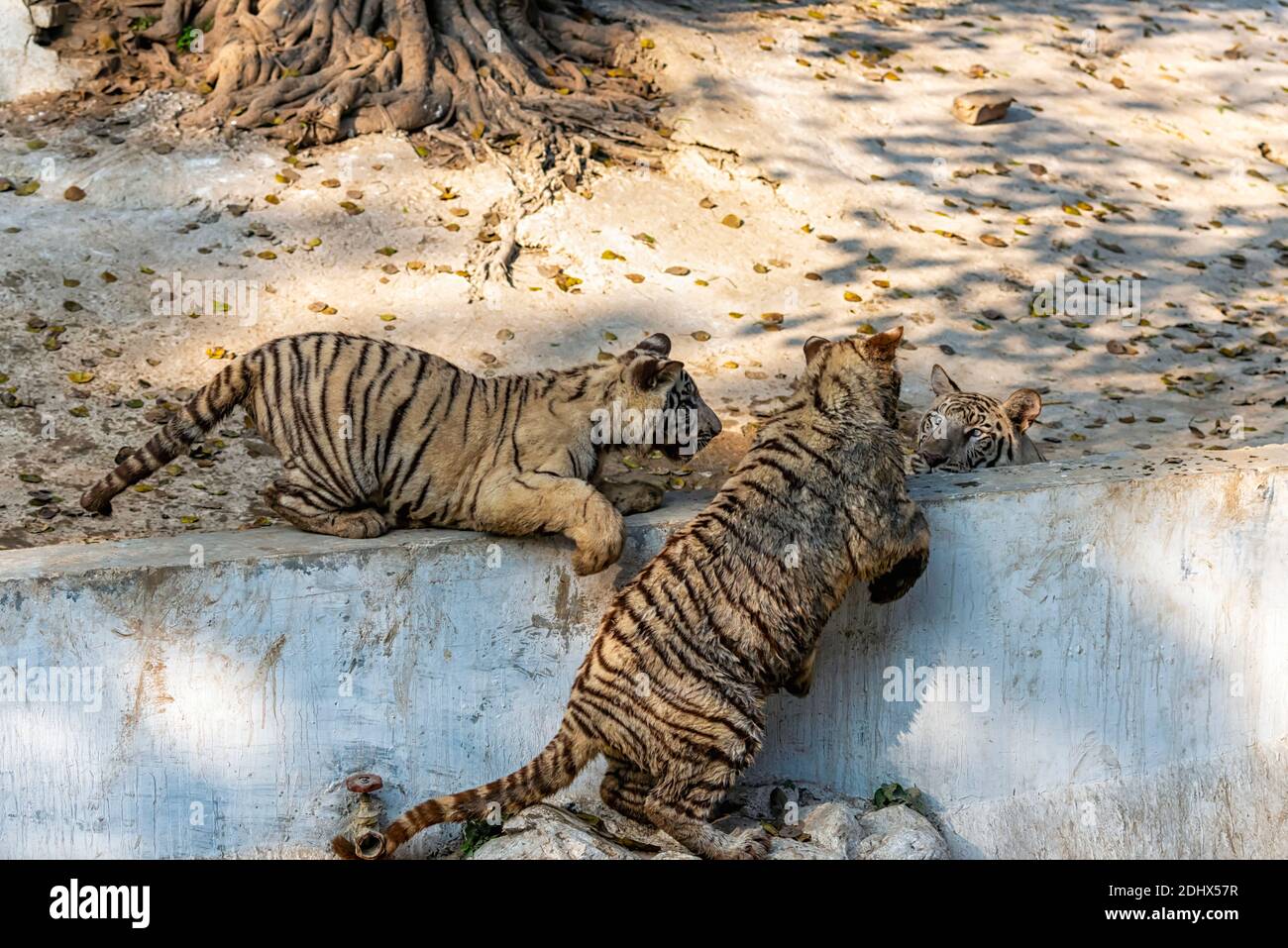 Three white Bengal tiger cubs playing with each other in the tiger enclosure at the National Zoological Park Delhi, also known as the Delhi Zoo. Stock Photo