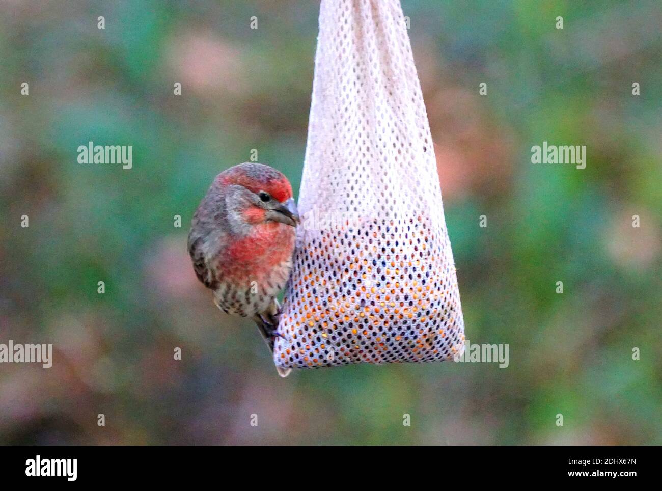 A red house finch eating seeds on the hanging pod bird feeder Stock