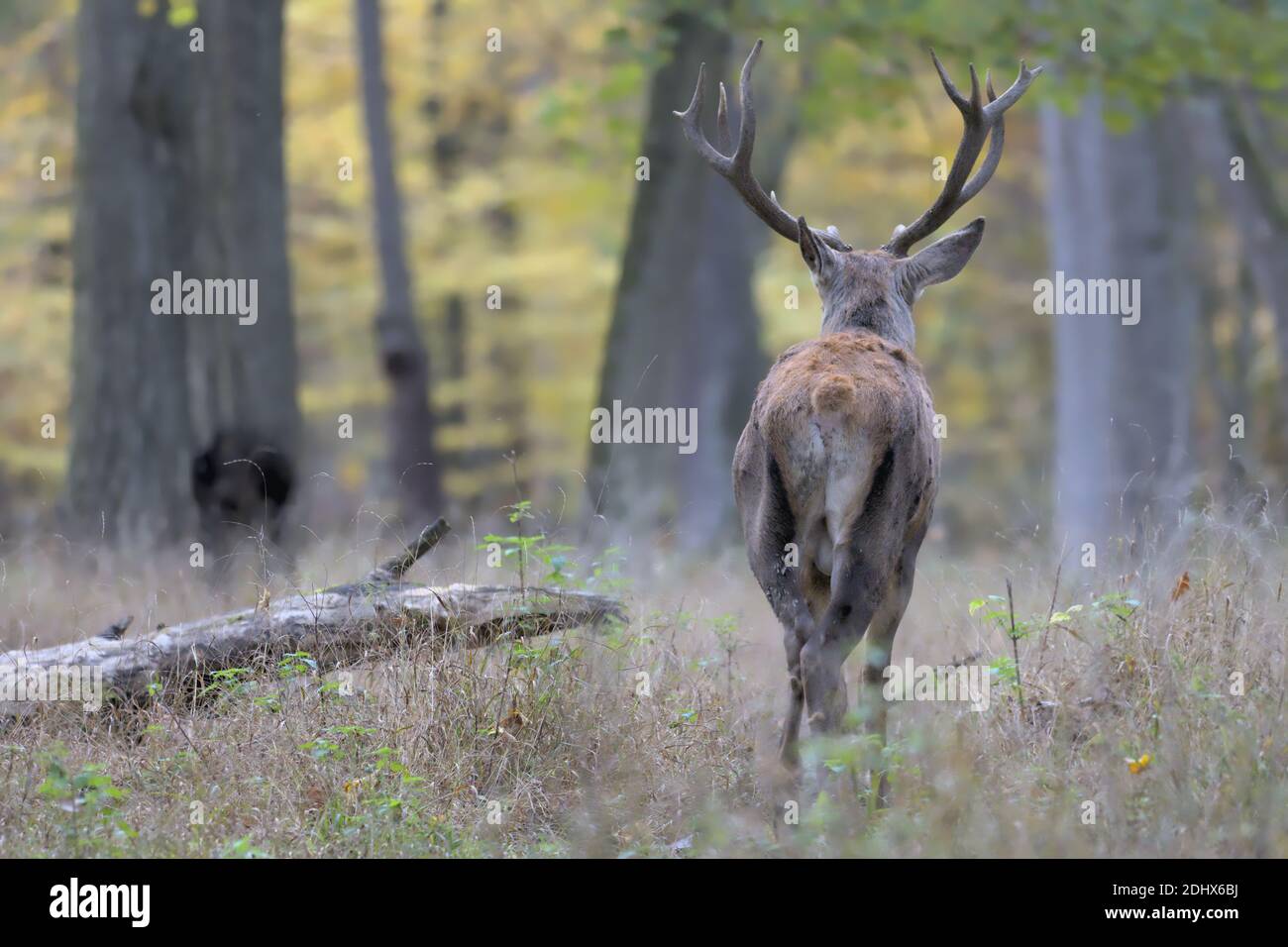Red deer walking away in autumn Stock Photo