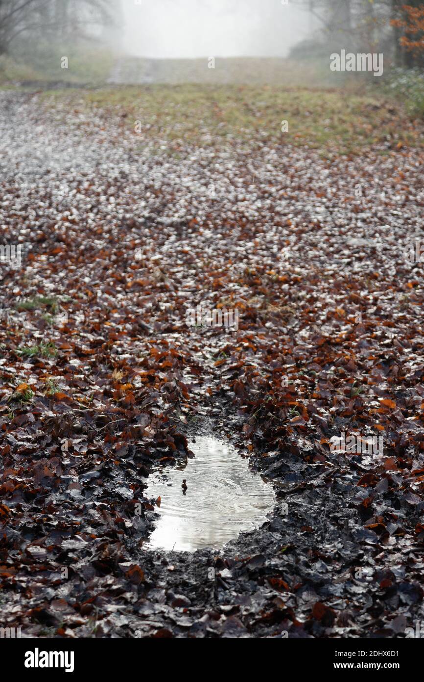 Puddle of water with rain droplets on forest path of fallen brown leaves in mist. High quality photo Stock Photo