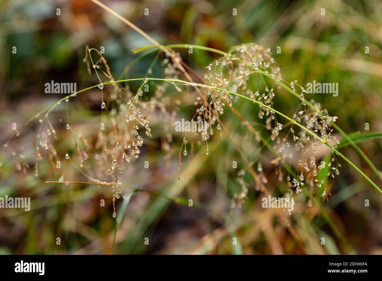 Droplets of rain hanging from grass in woodland yellow against green in mist Stock Photo