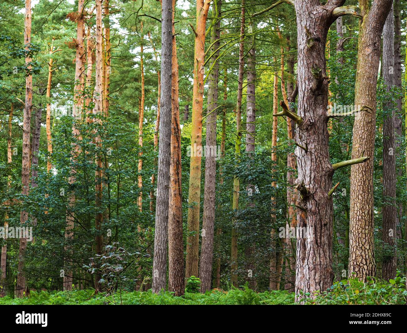 Autumn sunlight shining on tall dense tree trunks in an English wood Stock Photo