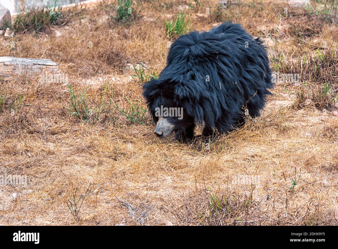 An Asiatic Black Bear on a lonely stroll inside an enclosure at the National Zoological Park Delhi, also known as the Delhi Zoo. Stock Photo