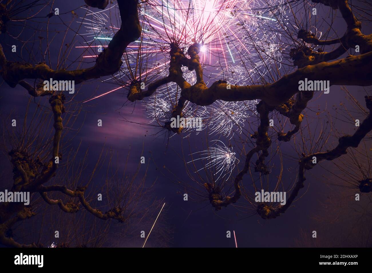 Plane trees with purple sky background and fireworks on New Year’s Eve in Düsseldorf, Germany. Stock Photo