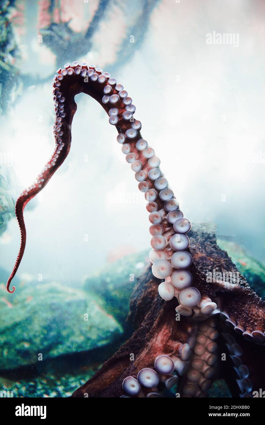 Octopus farm hi-res stock photography and images - Alamy