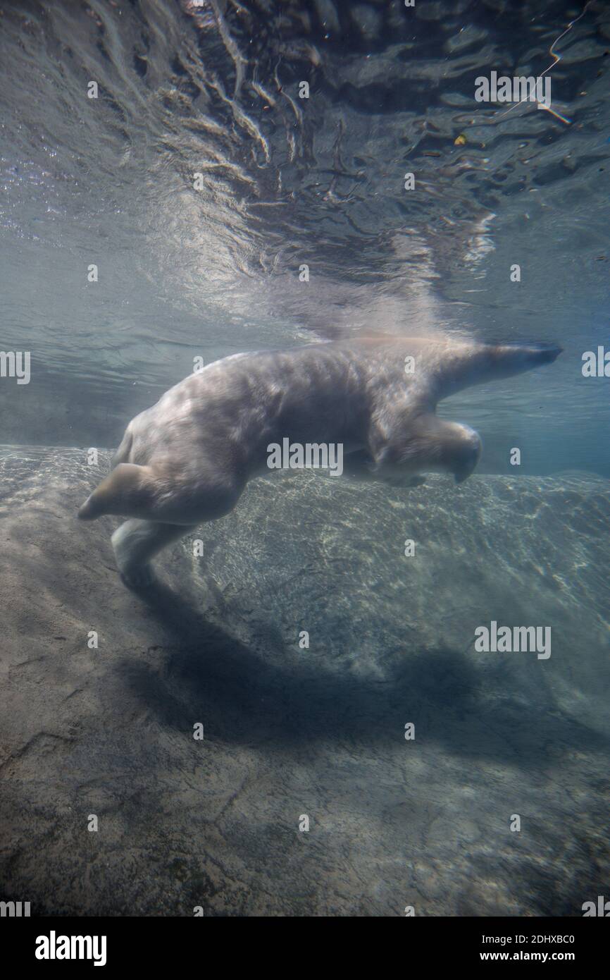 polar bear swimming Stock Photo