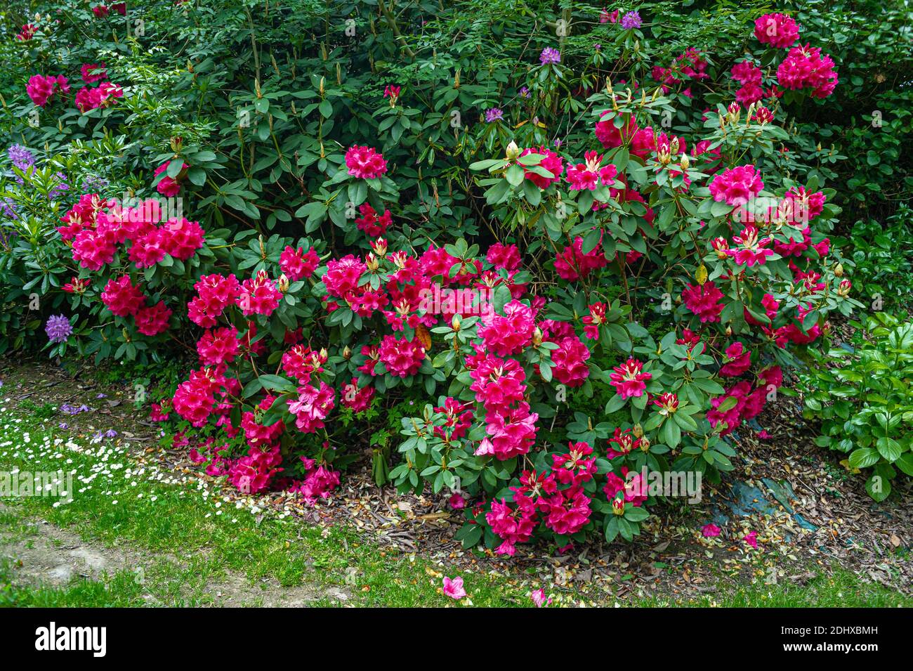 Opulent clump of rodhodendrons lining a path in a park. The bright red flowers catch the eye in the middle of the foliage. Stock Photo