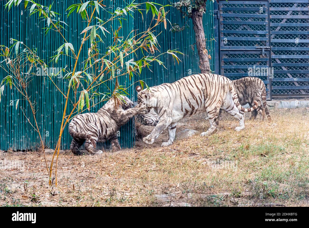 A female white tiger playing with her cubs inside the tiger enclosure at the National Zoological Park Delhi, also known as the Delhi Zoo. Stock Photo