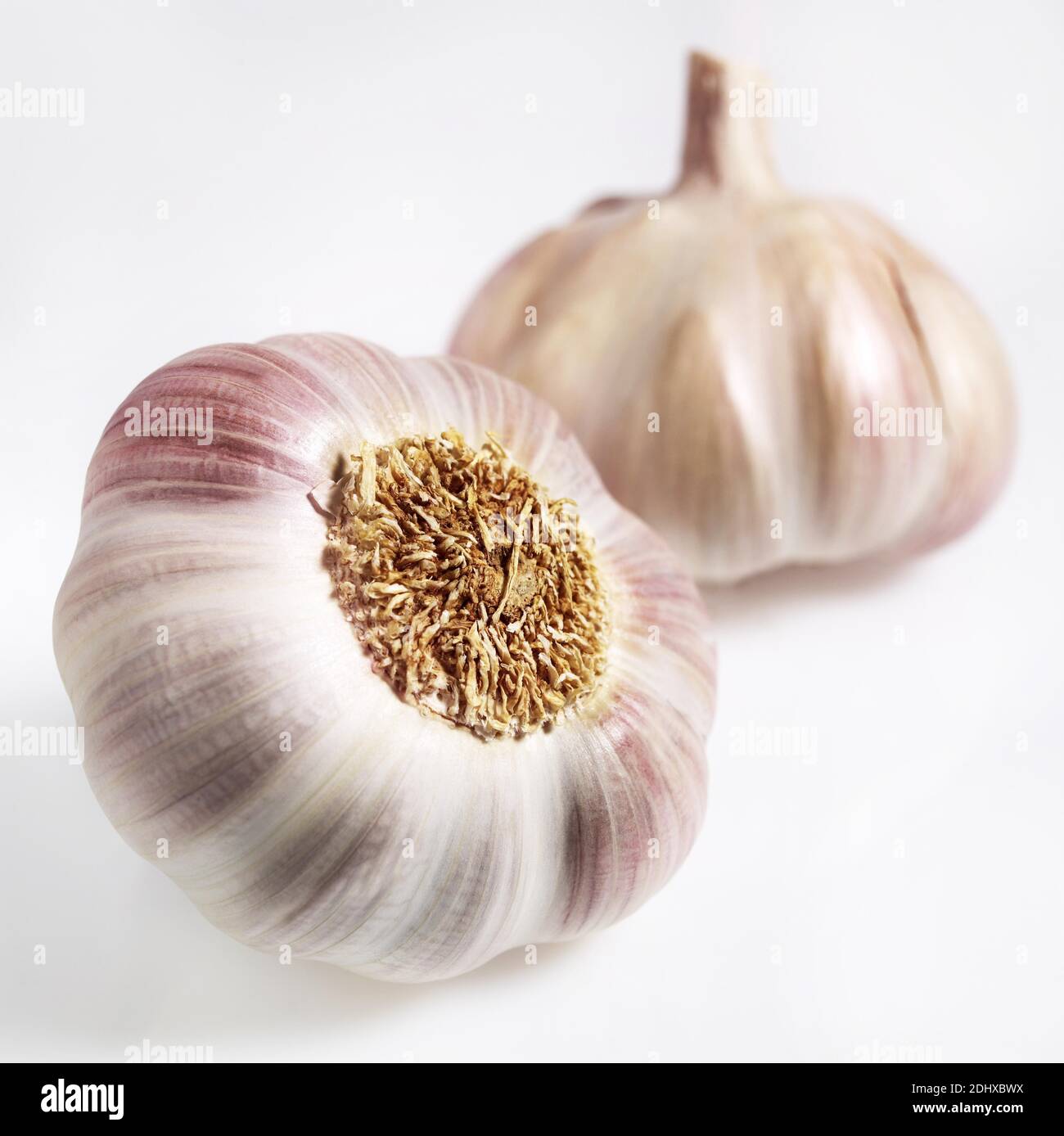 Pink Garlic Pink Garlic, allium savitum, Clove against White Background Stock Photo ...