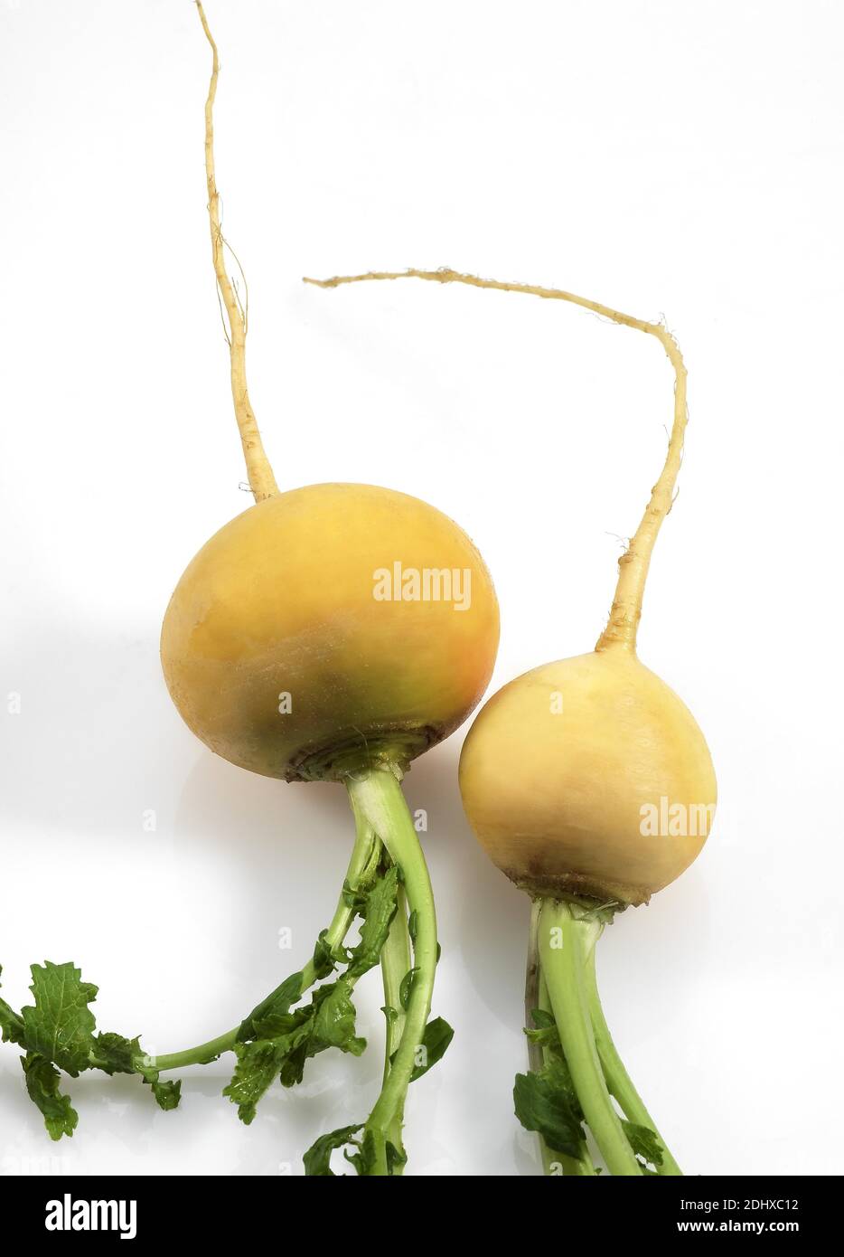 Golden Ball Turnips, brassica rapa, Vegetables against White Background