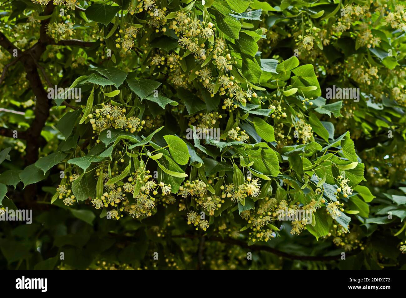 Yellow flowers and  green leaves of Tilia, linden or lime tree in summer, Sofia, Bulgaria Stock Photo