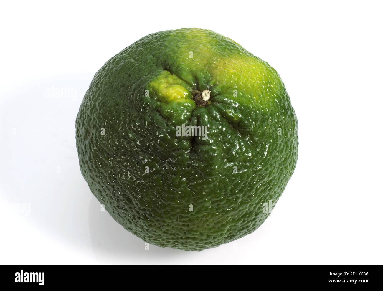 Ugly Grapefruit, citrus xtangelo, Fruit against White Background Stock