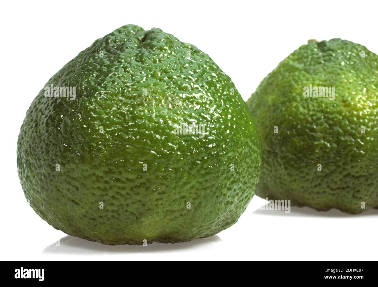Ugly Grapefruit, citrus xtangelo, Fruits against White Background Stock
