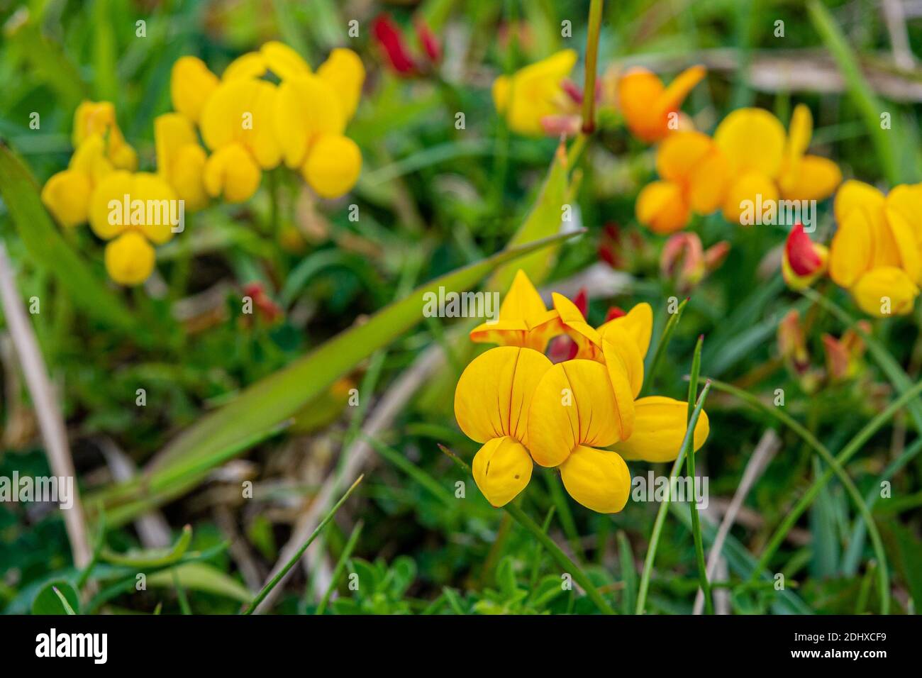 Close-up on a flowerbed of yellow buttercups in a park. Beautiful yellow color on a green background. Stock Photo