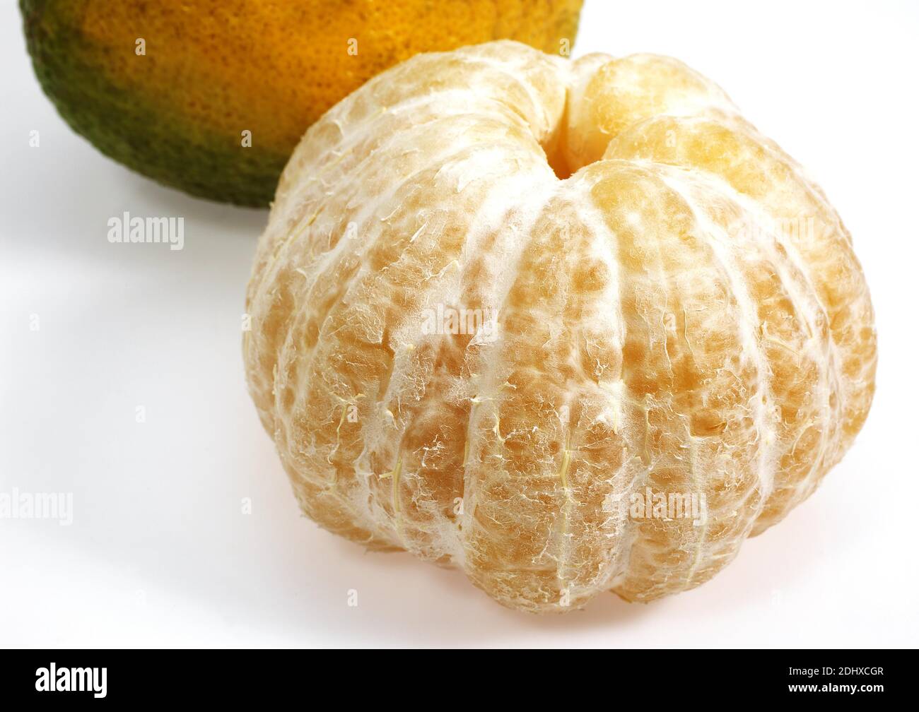 Ugly Grapefruit, citrus xtangelo, Fruits against White Background Stock