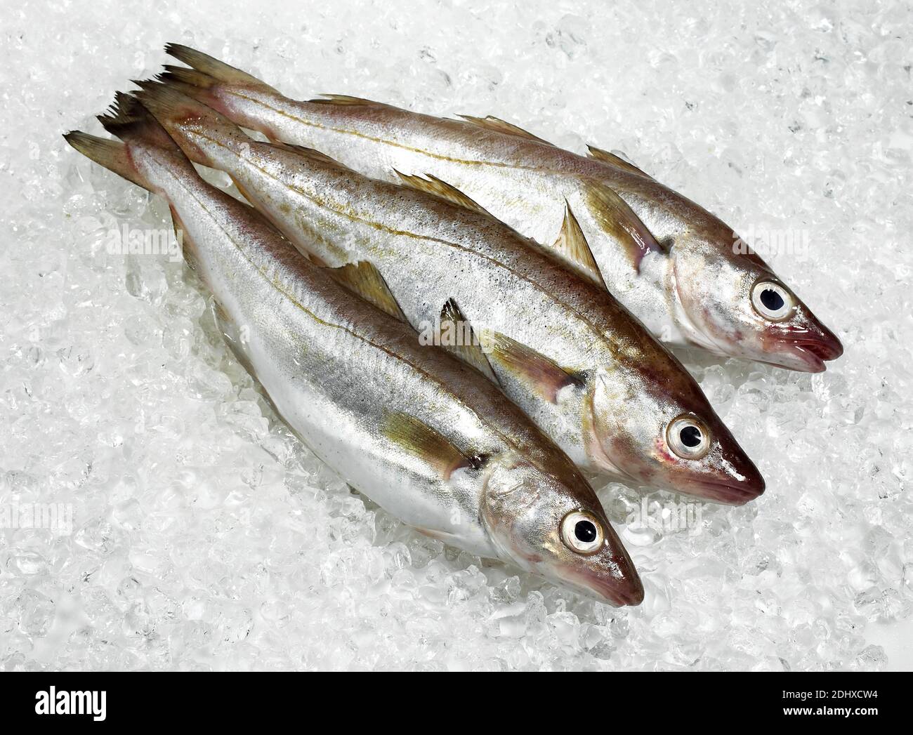 Whiting, merlangius merlangus, Fresh Fishes on Ice Stock Photo