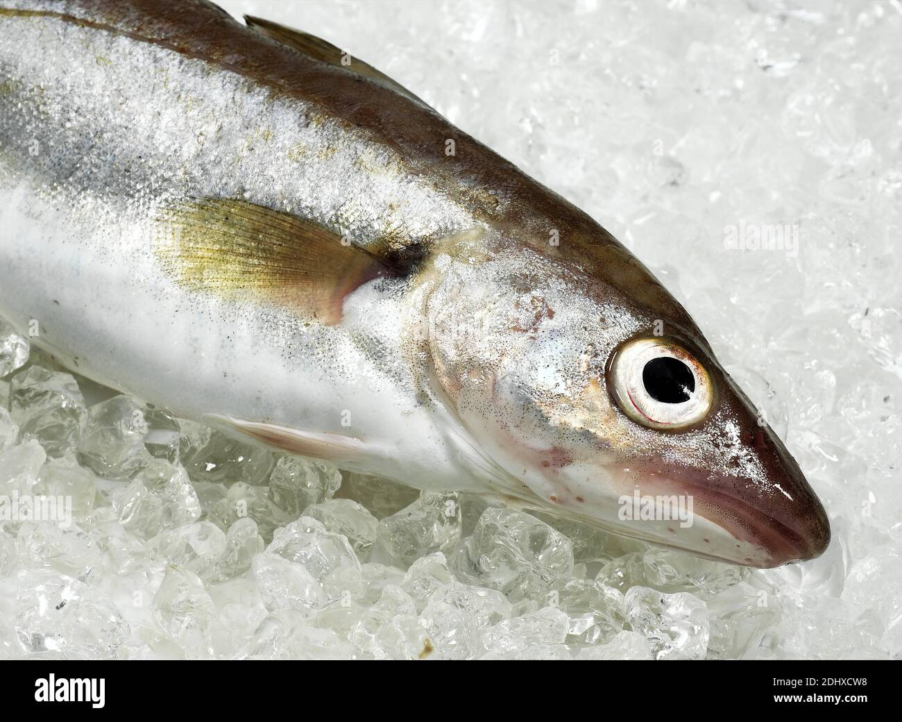 Whiting merlangius merlangus fresh fish hi-res stock photography and ...