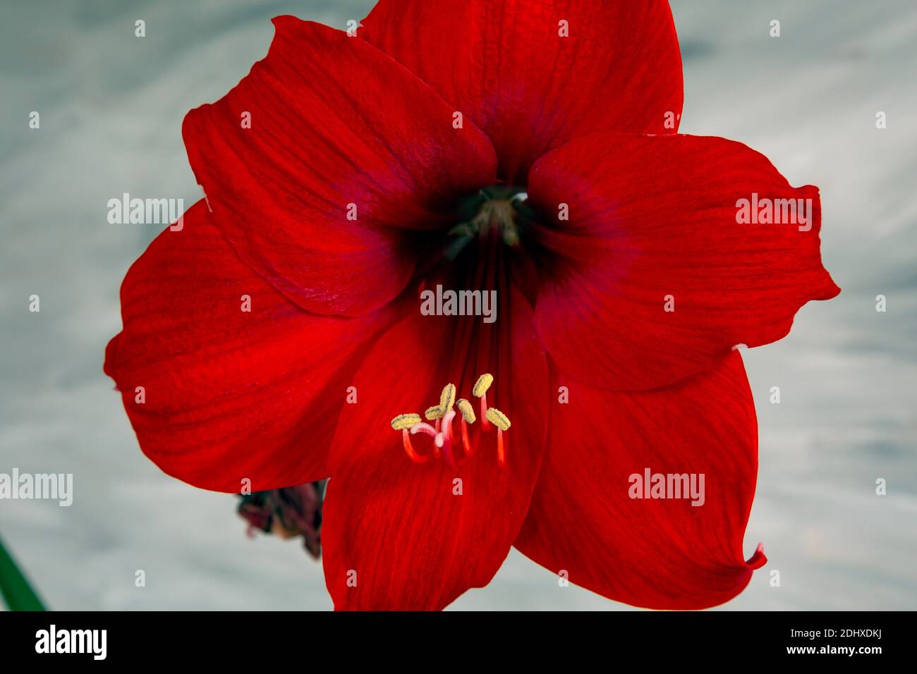 WA18714-00...WASHINTON - A flowering amaryllis photographed with the Lensbaby Sweet 50 with several marco filters. Stock Photo